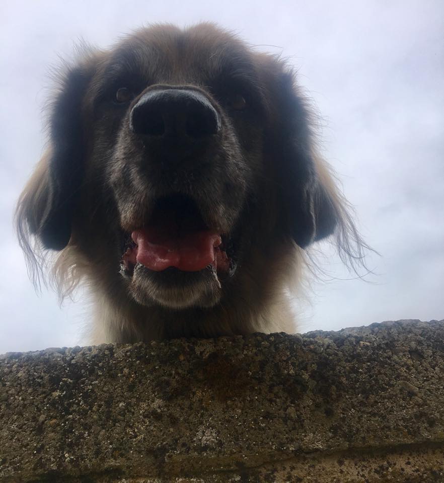 dog looking over a wall