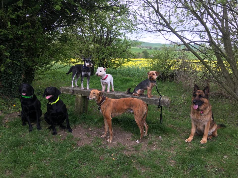 a group of dogs walking out from Dukesmead kennels and cattery