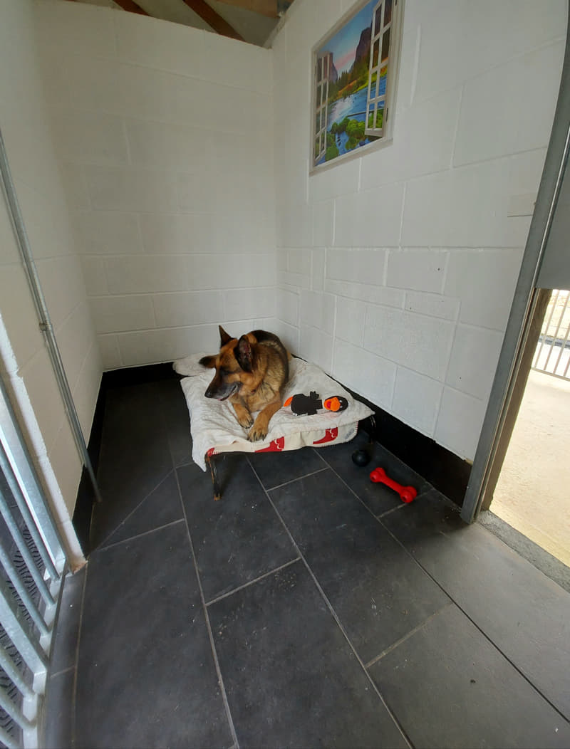 german-sheperd resting in a kennel at Dukesmead kennels and cattery
