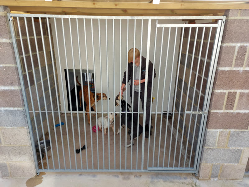 staff member playing with dogs in a kennel