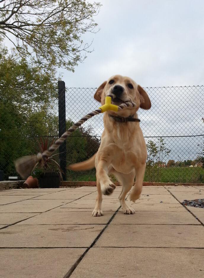 a dog playing with a toy at the kennels