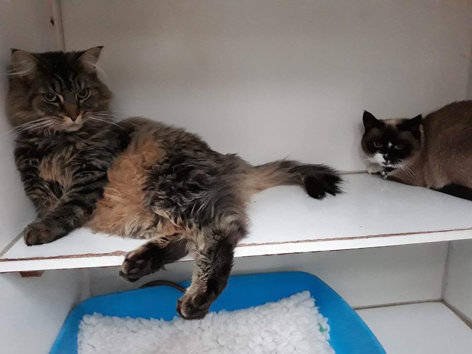 two cats in the cattery