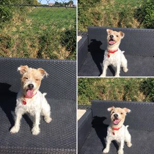 dog enjoying the sun