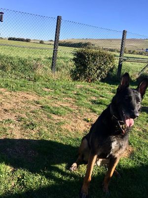 a german sheperd with a view of the downs