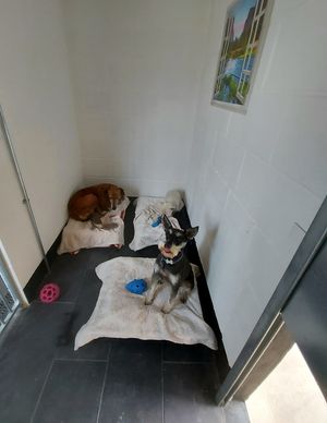 two happy dogs sharing a clean kennel