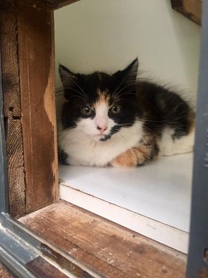 a cat resting at the cattery