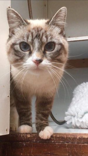 a grey and white cat