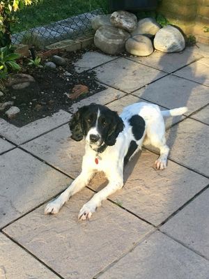 dog laying down on path