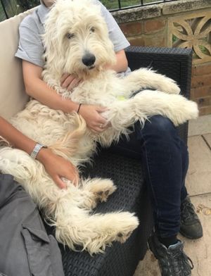 a dog enjoying a cuddle