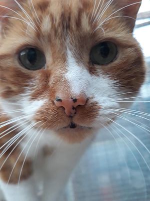 ginger and white cat