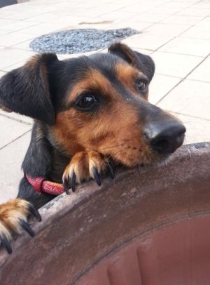 dog looking into a pot