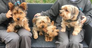 three dogs on sofa at Dukesmead kennels and cattery