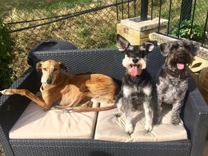 three dogs on a sofa together