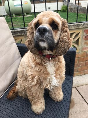 a dog on resting on a sofa