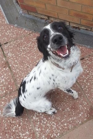 black and white spaniel
